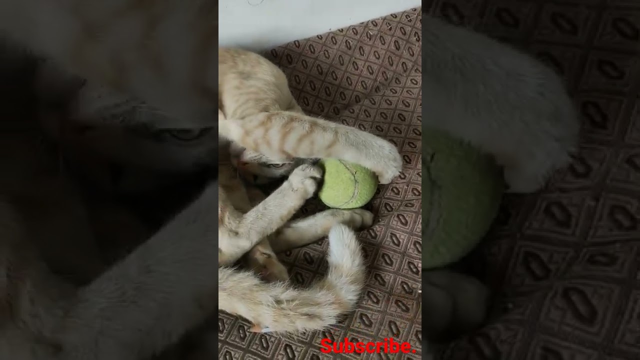 cat playing cricket ball.