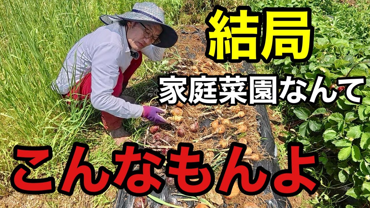 This is a real home vegetable garden [Gardening superhero