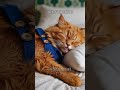 Cat's Belly Contains Countless Worms! #9cutecat #cat #funny #kitten #aicat #funny #cute #story