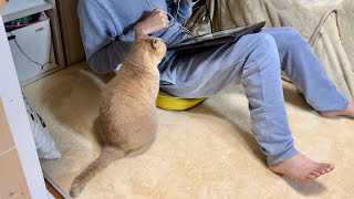 My cat completely lost sight of my son in a 1am chase. by ひのき猫 26,063 views 4 weeks ago 16 minutes