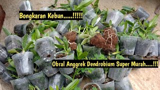 Bongkaran Kebun Anggrek‼️ANGGREK Dendrobium Murah No-id