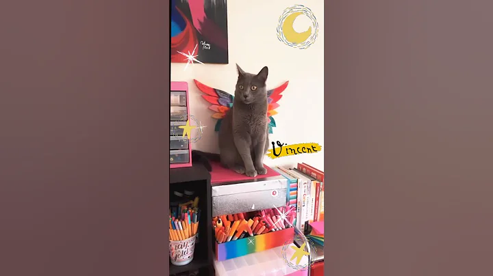 Video 6137831: chartreux cat kittens, cats catlover kitten kitties, kitten catlover gatos