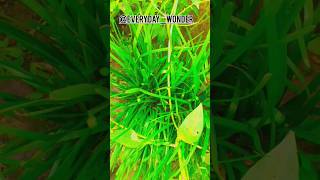 The Astonishing Mango Orchard A Hidden Village Gem