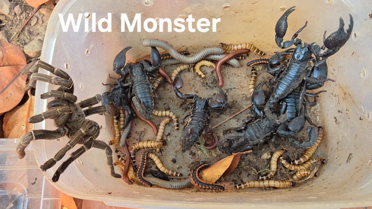 Охота на диких горных насекомых в жаркий сезон: скорпионы, гигантские пауки, многоножки, черви.