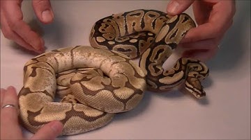 2012 Holdback/New Acquisition Video (Part 2)