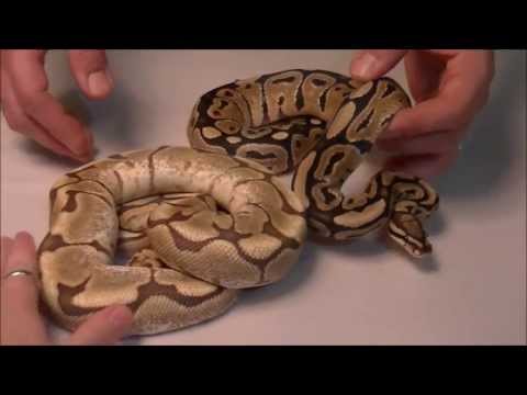 2012 Holdback/New Acquisition Video (Part 2)