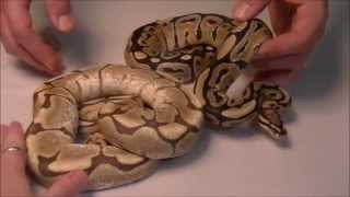 2012 Holdback/New Acquisition Video (Part 2) Wealth