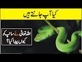 Do You Know Why Allah Created Snake ? | Facts Of Snakes
