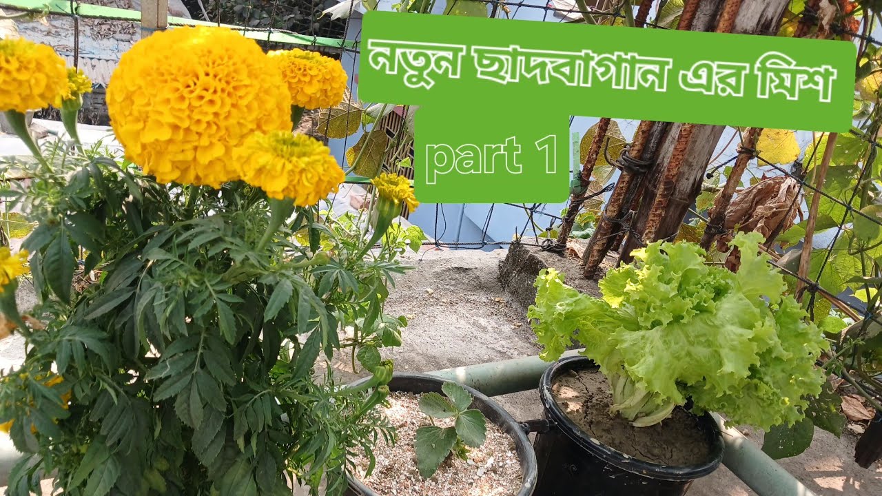 ছাদ বাগানের মিশন পর্ব ১ 