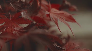 112 سورة الاخلاص -  صوت الشيخ ياسر الدوسري