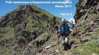 Учет животных в Кавказском заповеднике. Июль 2017. Часть 2. Учет животных в Кавказском заповеднике. Июль 2017. Часть 2.