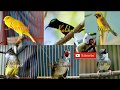 Masteran Burung Kenari Kolibri Manyar Jenggot Lovebird Kapas Tembak Dan Ciblek Omkicau(.mp3 .mp4) Mp3 - Mp4 Download
