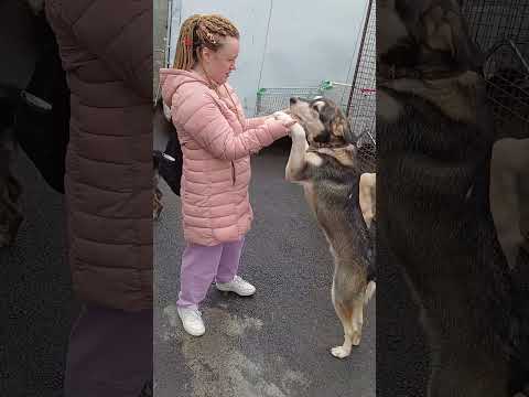 Видео: Побывал в собачьем приюте на СПЕЦАВТОБАЗА