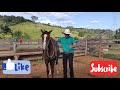 TERCEIRO EXERCÍCIO DA POTRA GRANFINA. FAZENDA SÃO TOMÉ ALEXÂNIA-GO