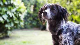 Unraveling the Language of Brittany Dogs Barking and Body Language