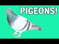 Learn About Pigeons!
