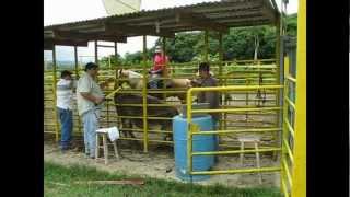 Identificando el Ganado con el lector RFID
