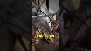 Sıradan Bir Tavuk Sayesinde Juric Parkı Görecek Miyiz?