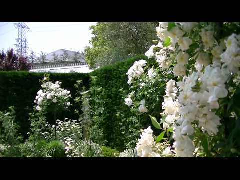 Kingswell - The White Garden