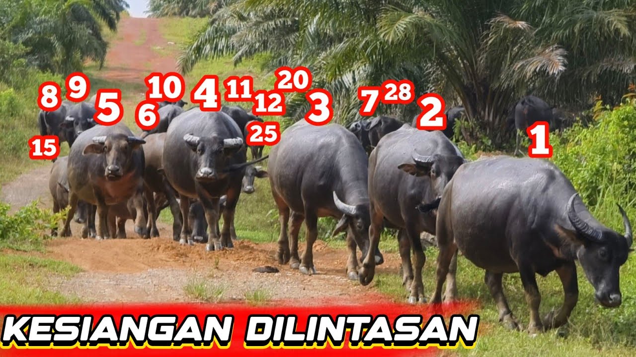IRINGAN ROMBONGAN KERBAU MAU PULANG