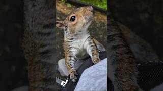 The best Scratchy video ever! 😂 #squirrels