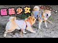 優しい兄の隣で育った妹柴犬が、超攻撃的な脳筋少女になってた件
