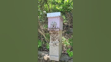 swarm moving into bait hive