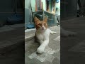 Reaction Funny Moment Cats Video#short #shorts #shortsvideo #ytshorts #reaction #viral #cats #kucing