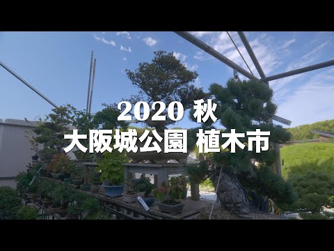年秋の大阪城公園植木市 盆栽 サボテン 多肉植物生産販売専門店 Youtube