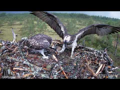 Video: Avioliiton Ensimmäinen Vuosi: Tärkeät Säännöt