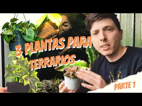 Video: Plantas para terrarios: qué plantas crecen bien en un terrario