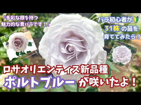 予約販売 バラ苗 バラ大苗 ロサ オリエンティス ポルトブルー