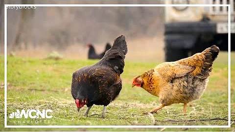 Here's how to protect your pets from bird flu amid recent outbreak