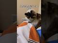 寝床作りが慎重な飼い主泣かせの猫#shorts#猫のいる暮らし #ねこ #cat