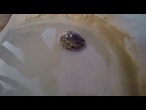 Squid In The Cockle Shell || ViralHog