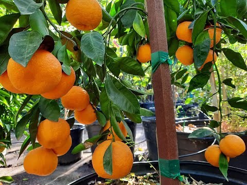 Video: Apelsinträd har små frukter: skäl till att apelsiner är små