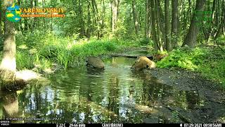 A family of wild #boars crossing the forest stream / #Кабаны переправляются через ручей / Sus scrofa