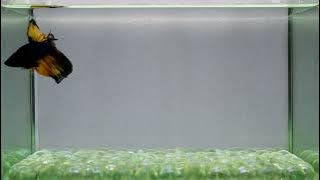 J92 Male Fancy Blue Mustard HM Premium Grade from Thailand.