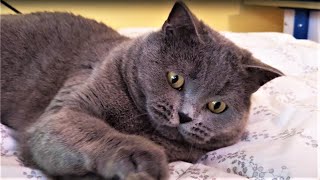 WE LIKE TO PLAY - BRITISH SHORTHAIR by The Famous Tom 116 views 3 years ago 3 minutes, 20 seconds