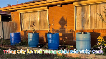 CUỘC SỐNG ÚC l CÁCH TRỒNG CÂY APPLE ỔI VÀ TÁO TÀU TRONG CHẬU BÁN THUỶ CANH l HOW TO GROW APPLE GUAVA