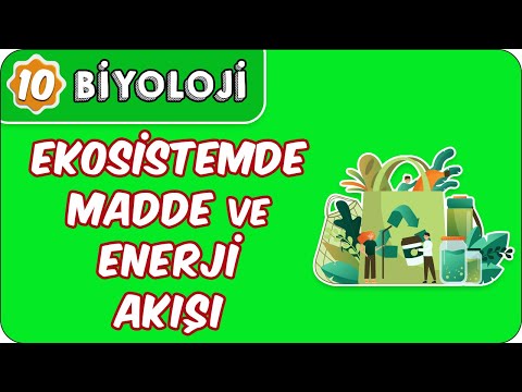 Video: Bir ekosistemde madde ve enerji nasıl akar?