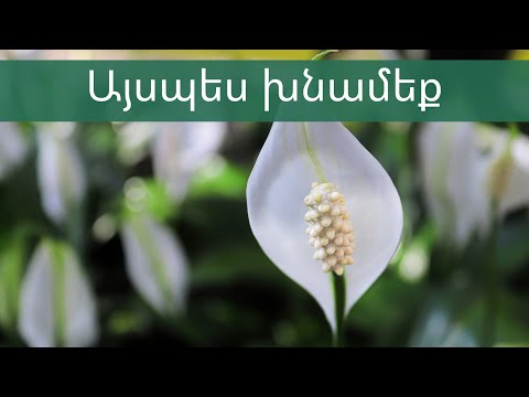 Video: Spathiphyllum. տնային խնամք. Spathiphyllum (կանացի երջանկություն). փոխպատվաստում