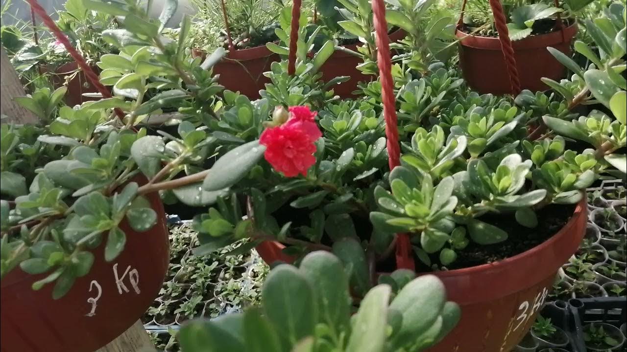 Портулак ампельный махровый показал первый цветок! Удивил🌺 - YouTube