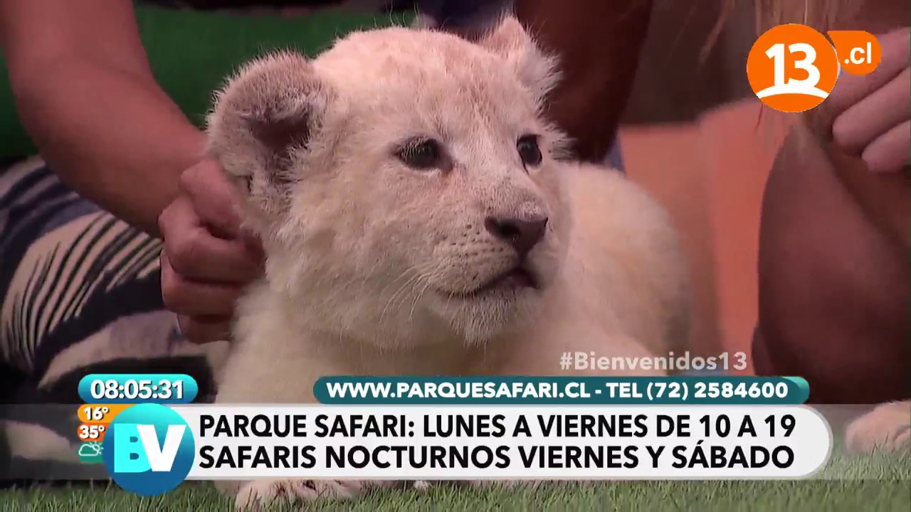 ¡Nos visitan leones cachorros! | Bienvenidos
