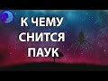 К чему снится паук? Паук во сне 😴 Сонник 😴 Толкование снов 😴