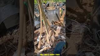stok pohon durian petani amatir