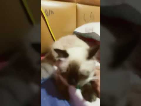 Chipi cat 🐈 - YouTube