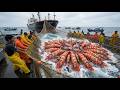 The Giant Prawn Jackpot: Inside a Multi-Million Dollar Haul