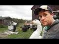 Goose Harvest Goes Wrong