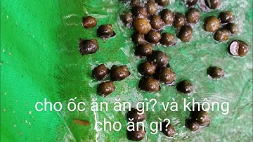 ốc nhồi nên và không nên cho ăn những loại thức ăn gì ?